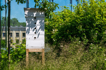 Hive in apiary on the roof of modern building in the downtown