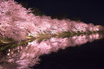 弘前公園の夜桜ライトアップ