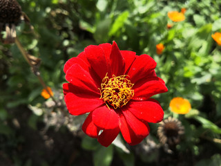 Zinnia elegans in the garden