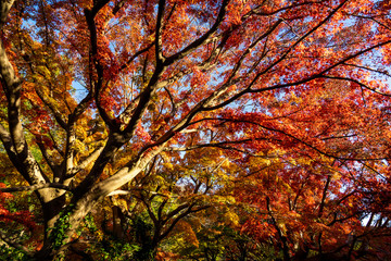 紅葉の秋