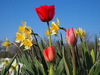 Fototapeta premium field of red tulips