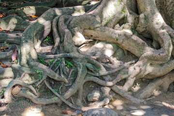 The roots of the trees in the park above the ground.
