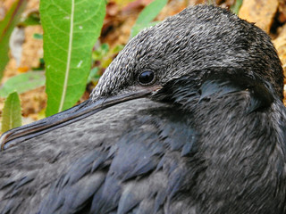 cormorant