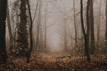 Mysterious dark foggy autumn forest. Pathway among high trees at fading woodland.