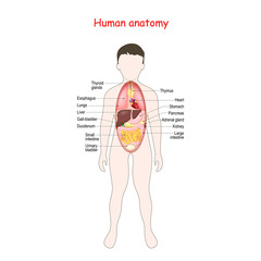 Anatomy for kids. Human body with internal organs.