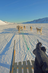 Dog sledging to glacier in Greenland © icarmen13