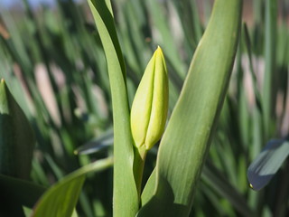 green plant in the garden