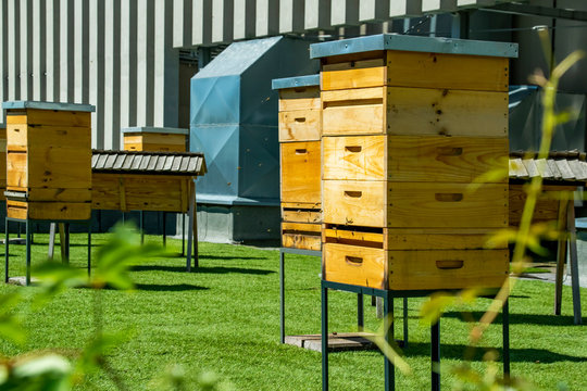 Hives in apiary on the roof of modern building in the downtown