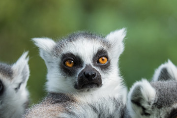 Madagascar lemur close-up ( Lemur catta) © olgavisavi