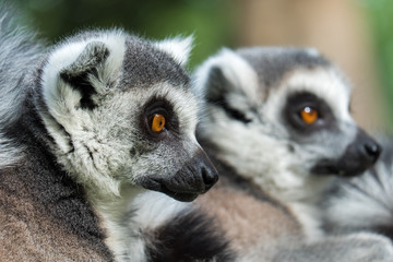 two Madakascar lemurs closeup