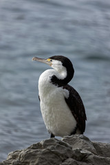 Pied Cormorant (Phalacrocorax varius)