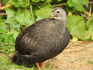 Cape spurfowl