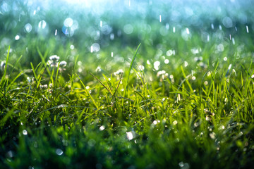 Green grass under water drops sun day light close up