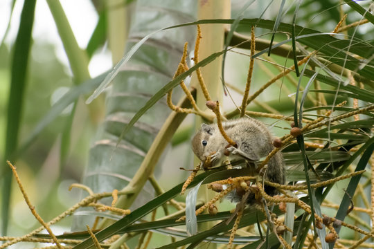 A striped rodents marmots chipmunks squirrel (Sciuridae arboreal species of flying squirrels family) spotted on a tree branch eating food. Animal behavior themes. Animals in the wild background. - Powered by Adobe