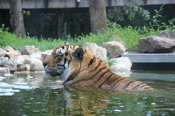 Tigre au bain