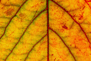 Macro close up leaf autumn color texture art form abstract