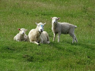 Fototapeta premium Maman mouton avec ces deux bébés en pleine campagne sur un fond de prairie verte