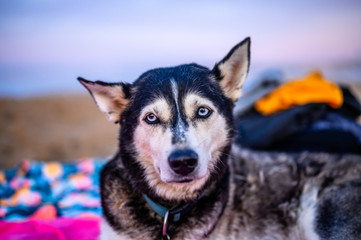 Husky am Strand