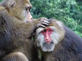 Singe à tête rouge faisant leur toilette sur la montagne sacrée de l'Emei-shan