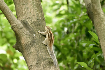 A striped rodents marmots chipmunks squirrel (Sciuridae arboreal species of flying squirrels family) spotted on a tree trunk on hunting mood. Animal behavior themes. Animals in the wild background.