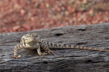 Lézard aux yeux fixant et menaçant, sur une poutre en bois avec un fond de gravier rouge