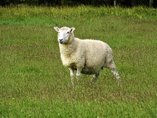 Mouton au milieu d'un champs au coeur de la nouvelle zélande