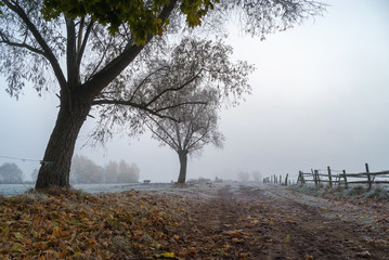 Krajobraz wiejski Podlasia, Poranek z mgłami i szronem, Wierzby z Doliny Narwi © podlaski49