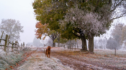 Krajobraz wiejski Podlasia, Poranek z mgłami i szronem, Wierzby z Doliny Narwi © podlaski49