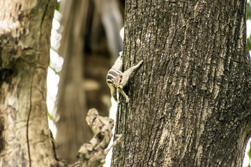 A striped rodents marmots chipmunks squirrel (Sciuridae arboreal species of flying squirrels family) spotted on a tree trunk on hunting mood. Animal behavior themes. Animals in the wild background.