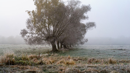 Krajobraz wiejski Podlasia, Poranek z mgłami i szronem, Wierzby z Doliny Narwi © podlaski49