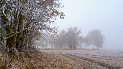 Krajobraz wiejski Podlasia, Poranek z mgłami i szronem, Wierzby z Doliny Narwi © podlaski49