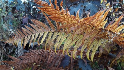 Farn im November, es ist braun, aber auch hübsch