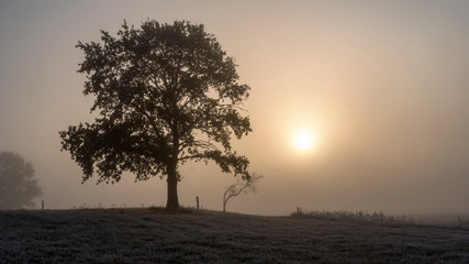 Krajobraz wiejski Podlasia, Poranek z mgłami i szronem, Wierzby z Doliny Narwi © podlaski49