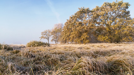 Krajobraz wiejski Podlasia, Poranek z mgłami i szronem, Wierzby z Doliny Narwi © podlaski49
