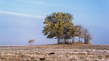 Krajobraz wiejski Podlasia, Poranek z mgłami i szronem, Wierzby z Doliny Narwi © podlaski49