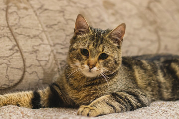 Fototapeta na wymiar Cat lying on a sofa. Domestic kitten resting at home.