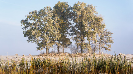 Krajobraz wiejski Podlasia, Poranek z mgłami i szronem, Wierzby z Doliny Narwi © podlaski49