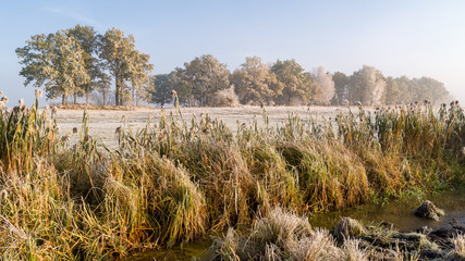Krajobraz wiejski Podlasia, Poranek z mgłami i szronem, Wierzby z Doliny Narwi © podlaski49