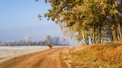 Krajobraz wiejski Podlasia, Poranek z mgłami i szronem, Wierzby z Doliny Narwi © podlaski49