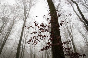 Baum,Buche,Wald,Nebel,Beech,Fog,Forest
