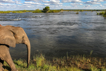 Elefant am Ufer des Zambezi
