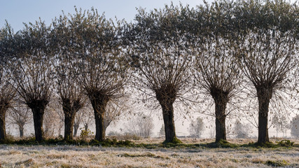 Krajobraz wiejski Podlasia, Poranek z mgłami i szronem, Wierzby z Doliny Narwi © podlaski49