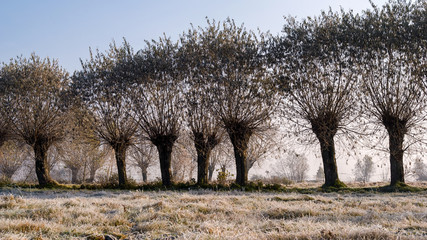 Krajobraz wiejski Podlasia, Poranek z mgłami i szronem, Wierzby z Doliny Narwi © podlaski49