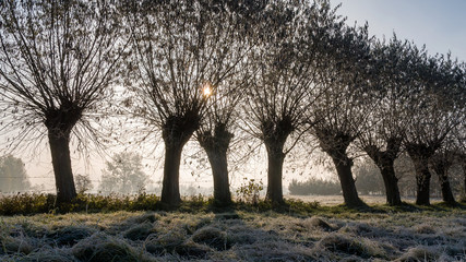 Krajobraz wiejski Podlasia, Poranek z mgłami i szronem, Wierzby z Doliny Narwi © podlaski49