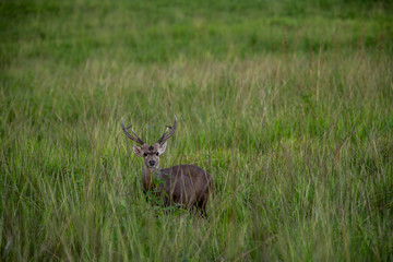 Naklejka na ściany i meble Male Hog Deer (Hyelaphus porcinus) in the grassland of Phu Khieo Wildlife Sanctuary, Thailand
