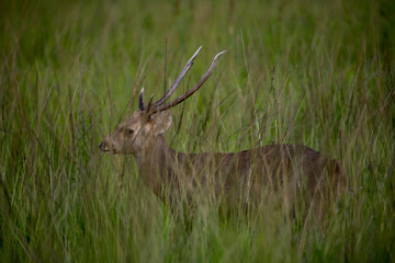 Male Hog Deer (Hyelaphus porcinus) in the grassland of Phu Khieo Wildlife Sanctuary, Thailand