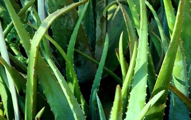 Fototapeta premium Aloe Vera green plants in the garden. 