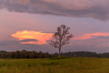 Fototapeta premium Sunrise over grassland of Phu Khieo Wildlife Sanctuary, Thailand