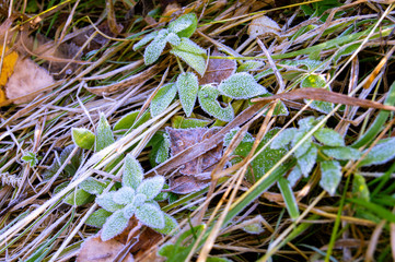 leaves and grass in hoarfrost