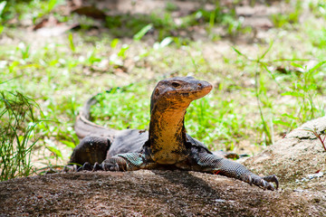 Portrait of a Komodo Dragon on a piece of rock showing side profile - full body on a bright sunny day